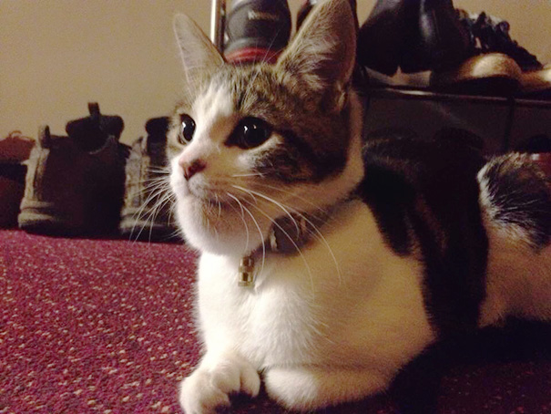 ужаленные кошки, кошку укусила пчела