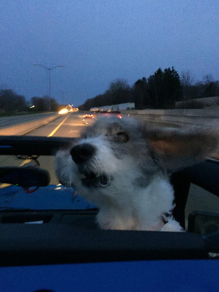 список желаний умирающей собаки, список желаний смертельно больной собаки, список желаний собаки больной раком