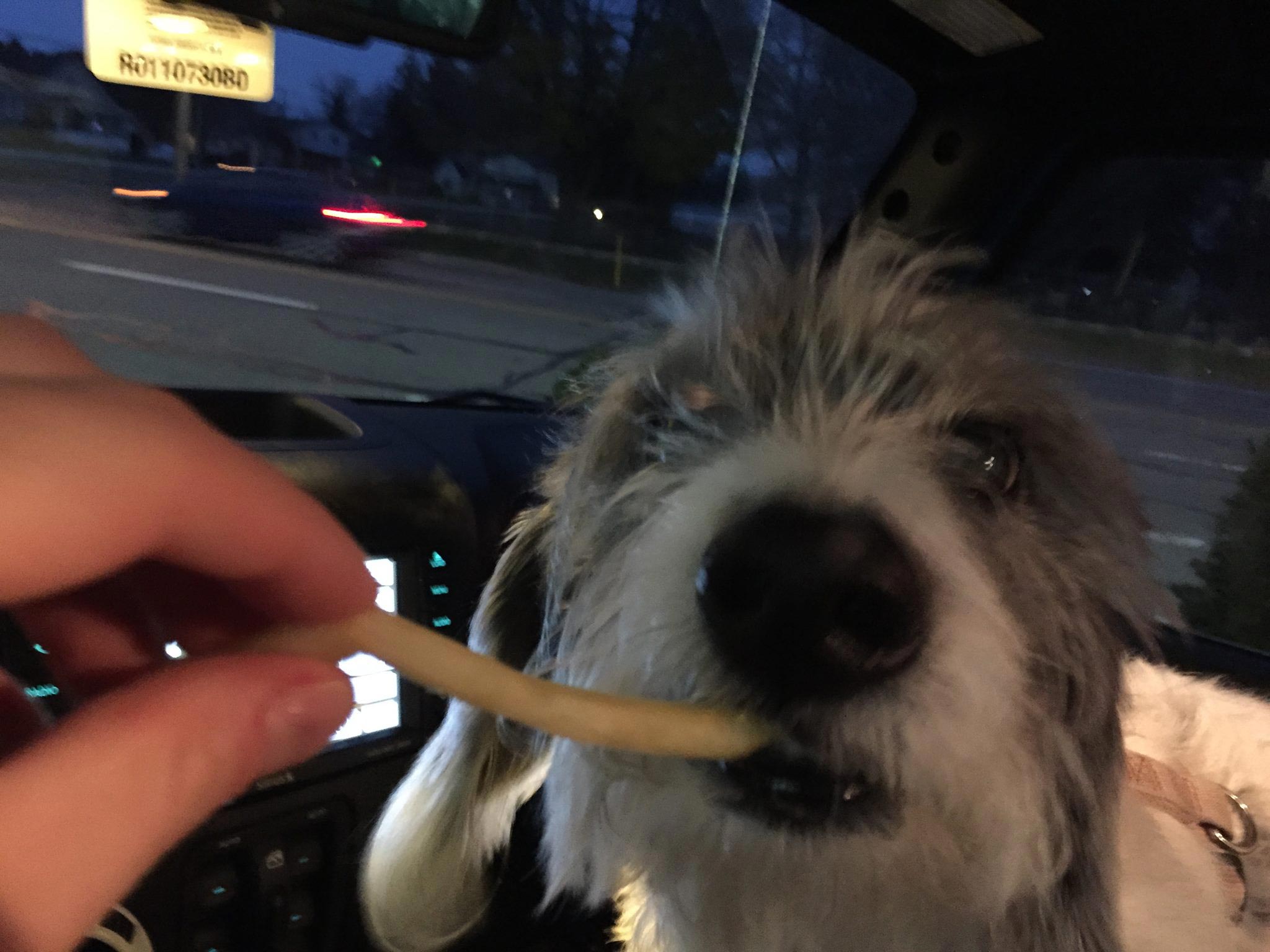 список желаний умирающей собаки, список желаний смертельно больной собаки, список желаний собаки больной раком