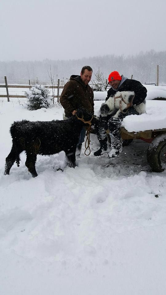 список желаний умирающей собаки, список желаний смертельно больной собаки, список желаний собаки больной раком
