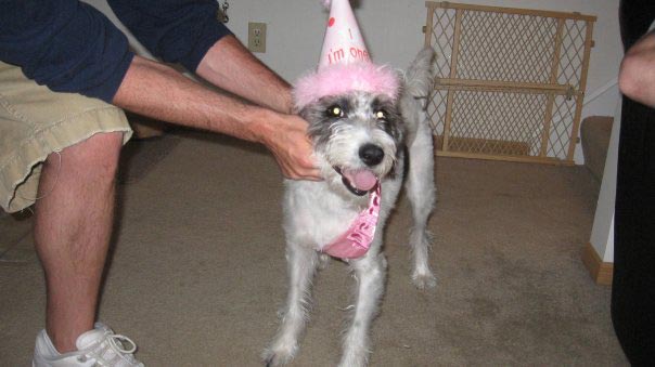 список желаний умирающей собаки, список желаний смертельно больной собаки, список желаний собаки больной раком