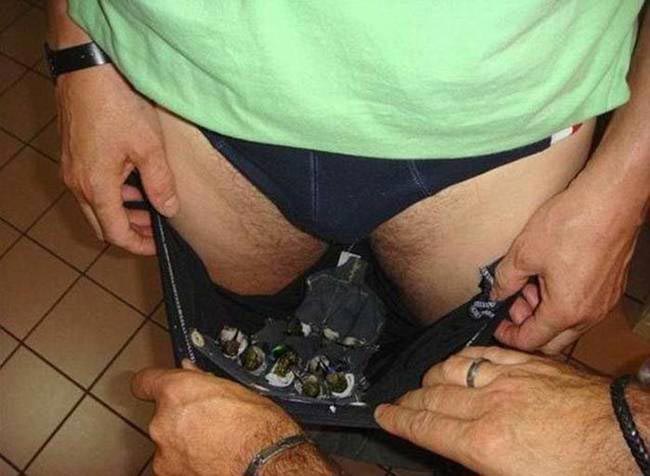 пытался провезти колибри в штанах, контрабанда колибри в нижнем белье,контрабанда колибри в штанах