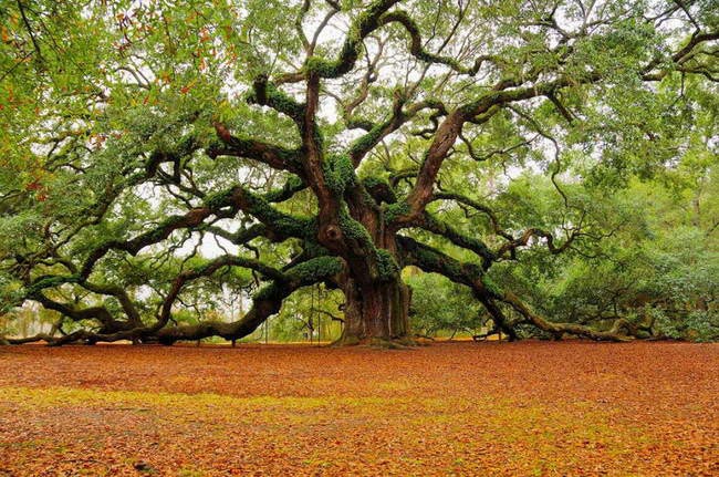 самые необычные деревья в мире, необычные деревья, фантастические деревья, удивительные деревья