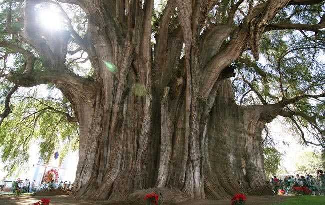 какое самое редкое дерево в мире