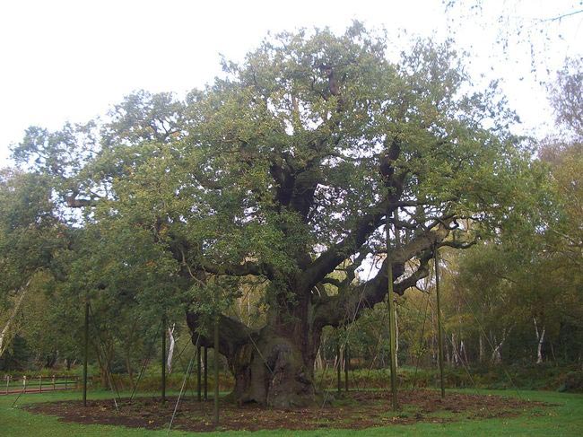 какое самое редкое дерево в мире