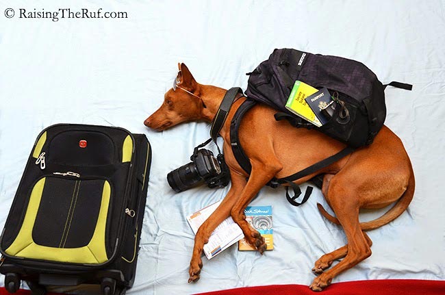 воплощает в жизнь сны своей собаки, наряжает собаку пока она спит, Сара Рейнмарк, Sara Rehnmark