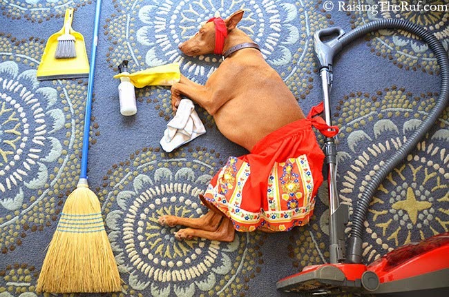 воплощает в жизнь сны своей собаки, наряжает собаку пока она спит, Сара Рейнмарк, Sara Rehnmark