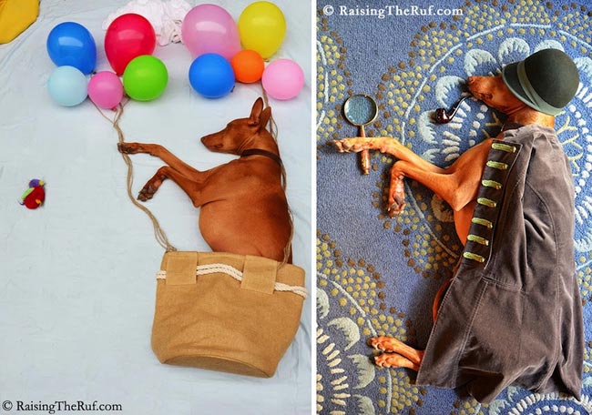 воплощает в жизнь сны своей собаки, наряжает собаку пока она спит, Сара Рейнмарк, Sara Rehnmark