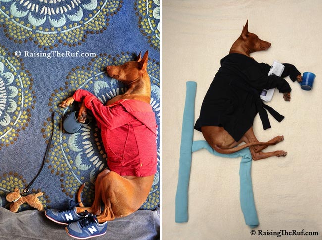 воплощает в жизнь сны своей собаки, наряжает собаку пока она спит, Сара Рейнмарк, Sara Rehnmark