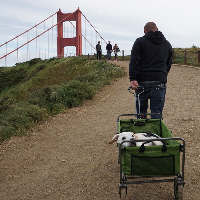 poh the dog? парень отправился в путешествие с больной собакой, собака По