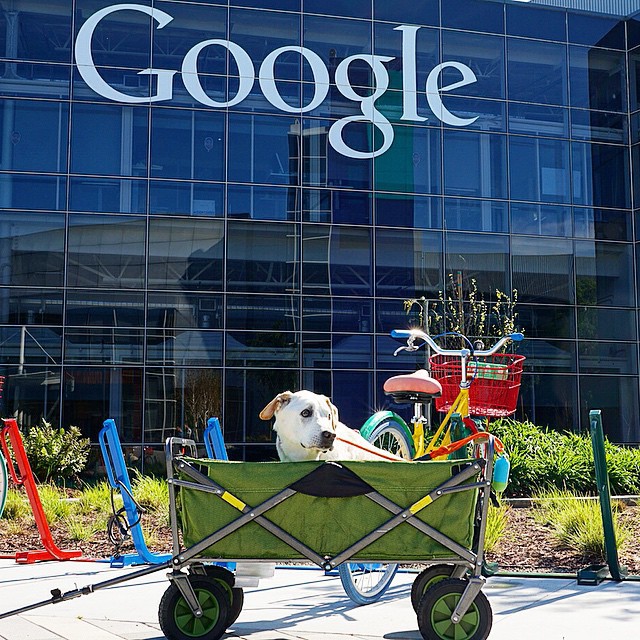 poh the dog? парень отправился в путешествие с больной собакой, собака По