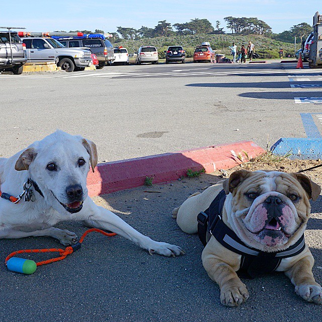poh the dog? парень отправился в путешествие с больной собакой, собака По
