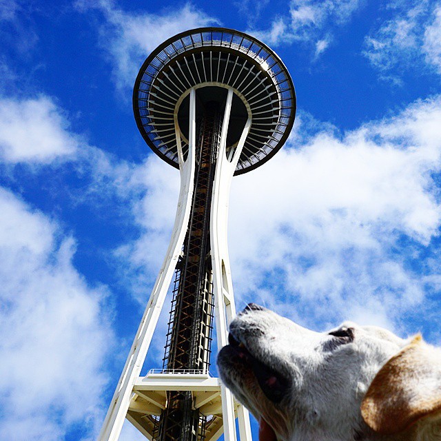 poh the dog? парень отправился в путешествие с больной собакой, собака По