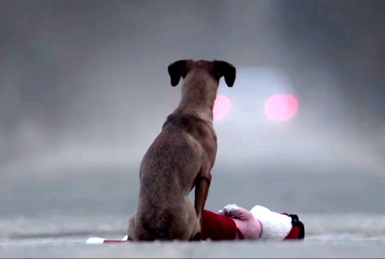 видео об ответственности, не бросайте животных