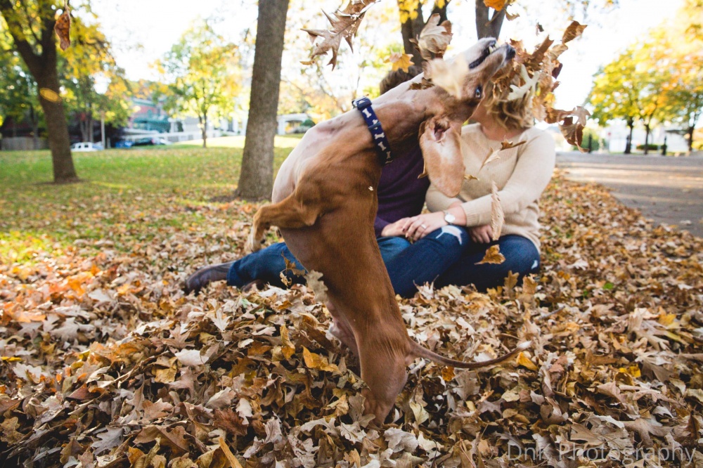 Такса испортила романтическую фотоссесию своих владельцев, такса зафотобомбила своих владельцев