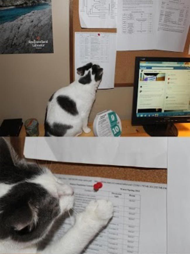 шутники которых хочется убить, розыгрыши троллей, тролли хочется убить, остроумные розыгрыши