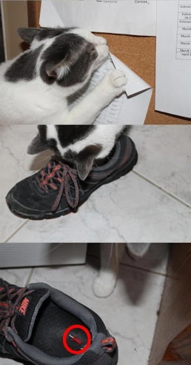 шутники которых хочется убить, розыгрыши троллей, тролли хочется убить, остроумные розыгрыши