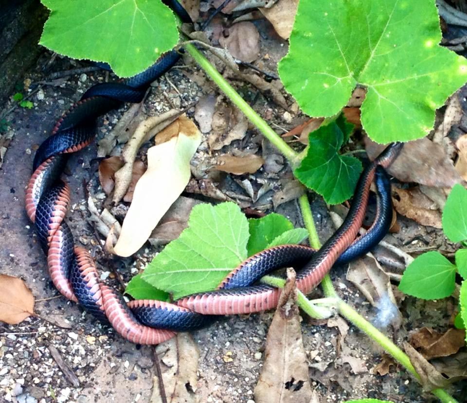 спаривание краснобрюхих черных змей, спаривание змей