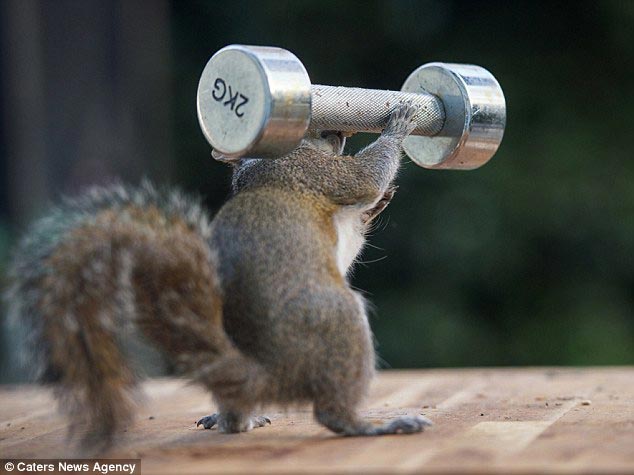 Белки-качки: в этом году никто не украдет их орехи белки качки, белки с гантелей, белки качаются, Макс Эллис, Max Elli
