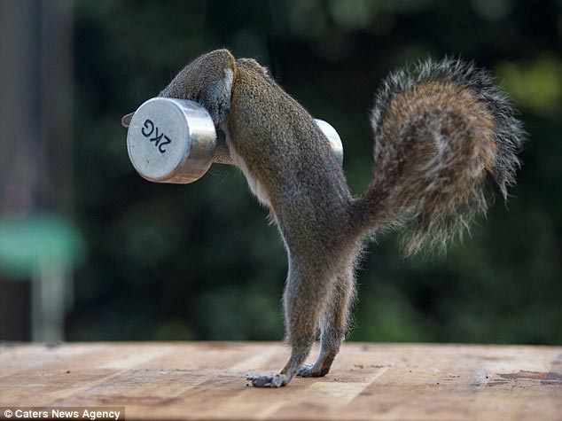 Белки-качки: в этом году никто не украдет их орехи белки качки, белки с гантелей, белки качаются, Макс Эллис, Max Elli