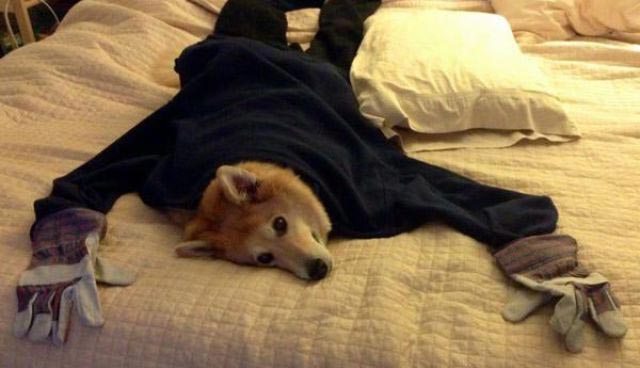 Веселые родители, которые покажут вам как надо отрываться и троллить своих детей родители отрываются, родители троллят детей, родители шутят над детьми, родители тролли