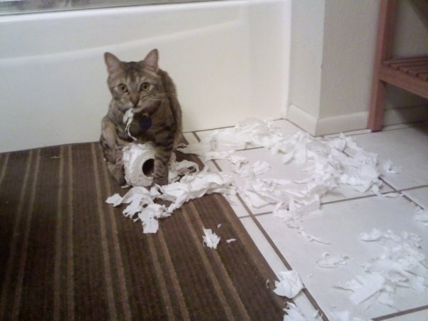 кошка худший сосед по комнате, худшие кошки в мире, кошки шкодничают