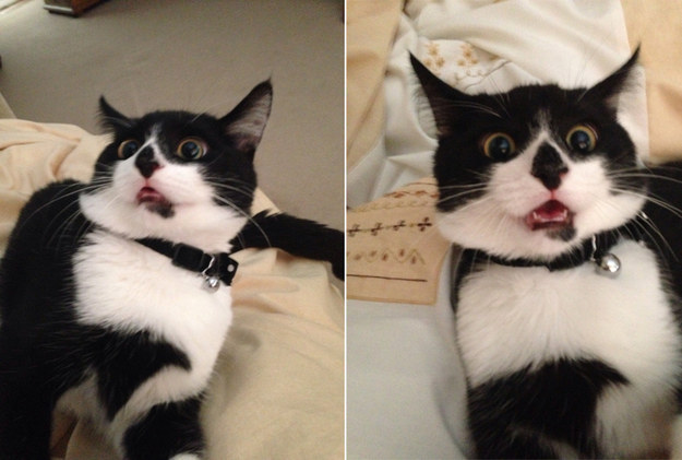 кошка худший сосед по комнате, худшие кошки в мире, кошки шкодничают