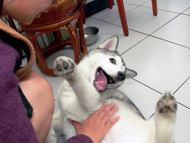 животные которым чешут животики, собаке чешут пузико