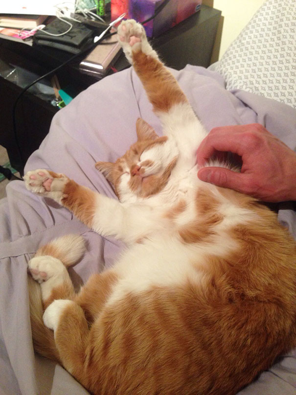 животные которым чешут животики, собаке чешут пузико