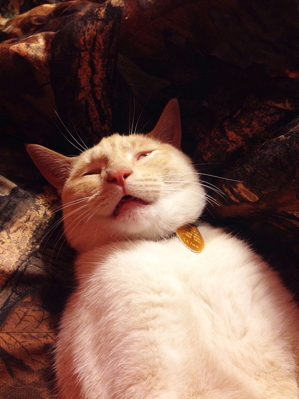 животные которым чешут животики, собаке чешут пузико