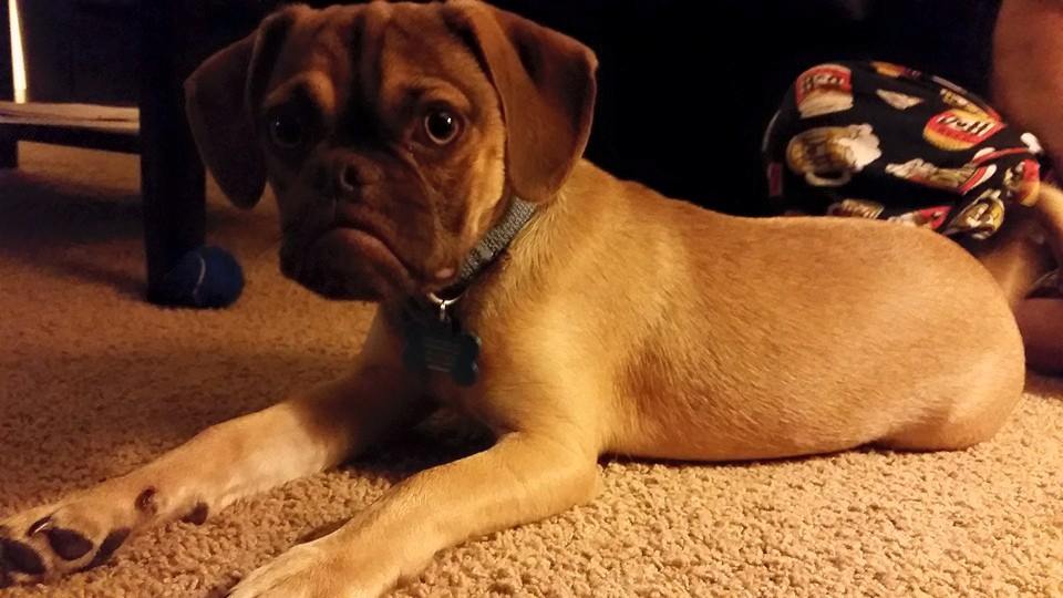 Grumpy cat подвинься! В интернете появился угрюмый пес, который всегда чем-то недоволен Grumpy dog, dog earl, сердитый пёс, сердитый пёс граф earl