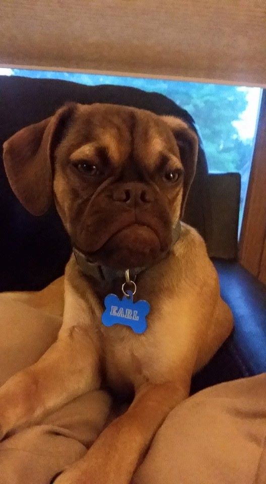 Grumpy cat подвинься! В интернете появился угрюмый пес, который всегда чем-то недоволен Grumpy dog, dog earl, сердитый пёс, сердитый пёс граф earl