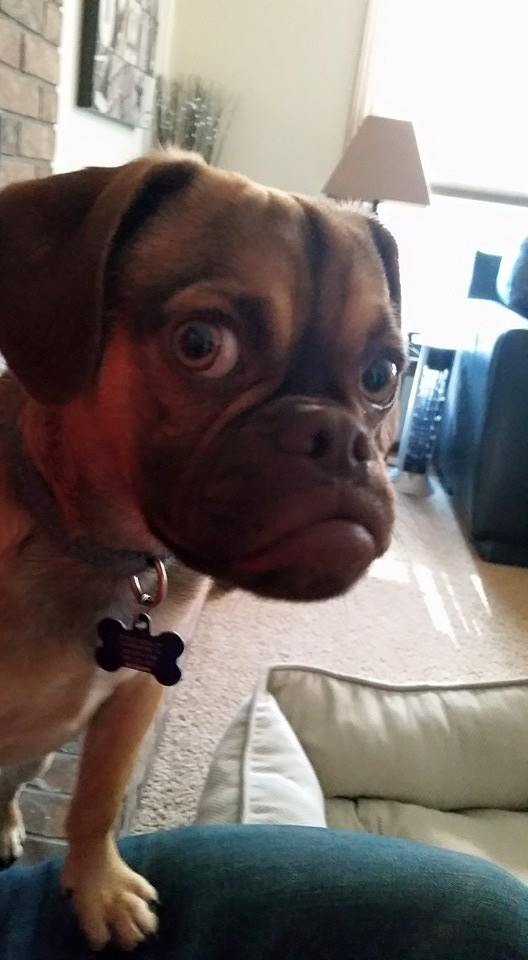 Grumpy cat подвинься! В интернете появился угрюмый пес, который всегда чем-то недоволен Grumpy dog, dog earl, сердитый пёс, сердитый пёс граф earl