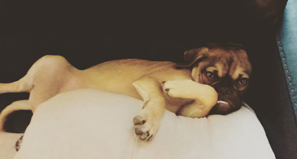 Grumpy cat подвинься! В интернете появился угрюмый пес, который всегда чем-то недоволен Grumpy dog, dog earl, сердитый пёс, сердитый пёс граф earl