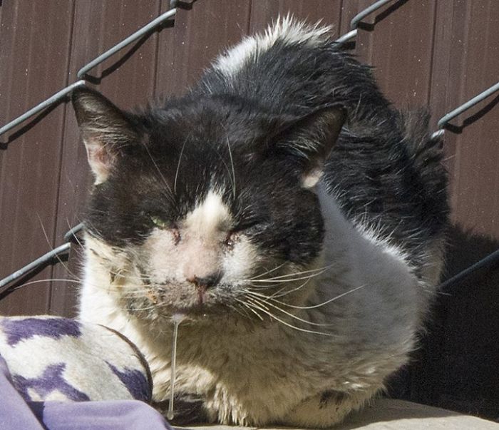 преображение бездомного кота, трансформация кота