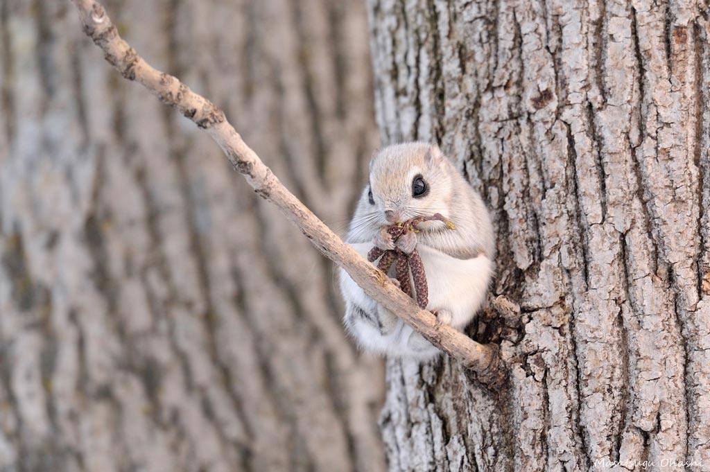 Японские белки-летяги, сибирские белки-летяги