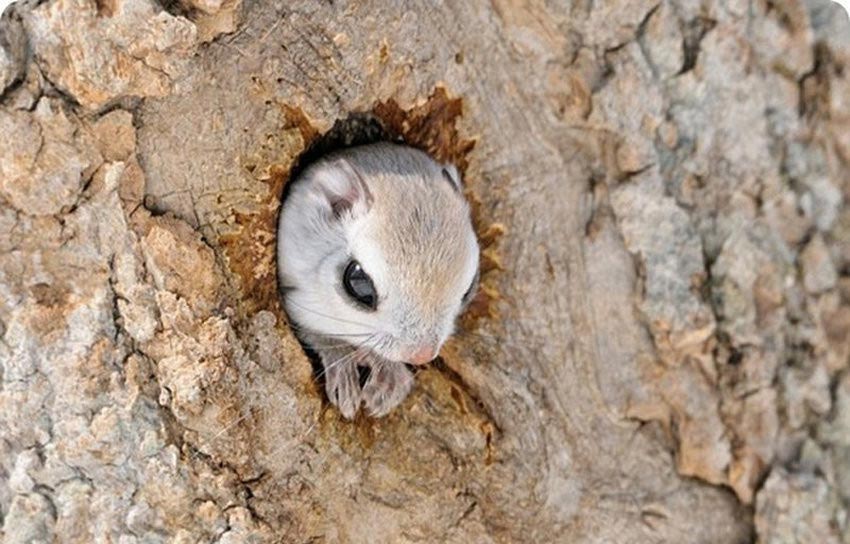 Японские белки-летяги, сибирские белки-летяги