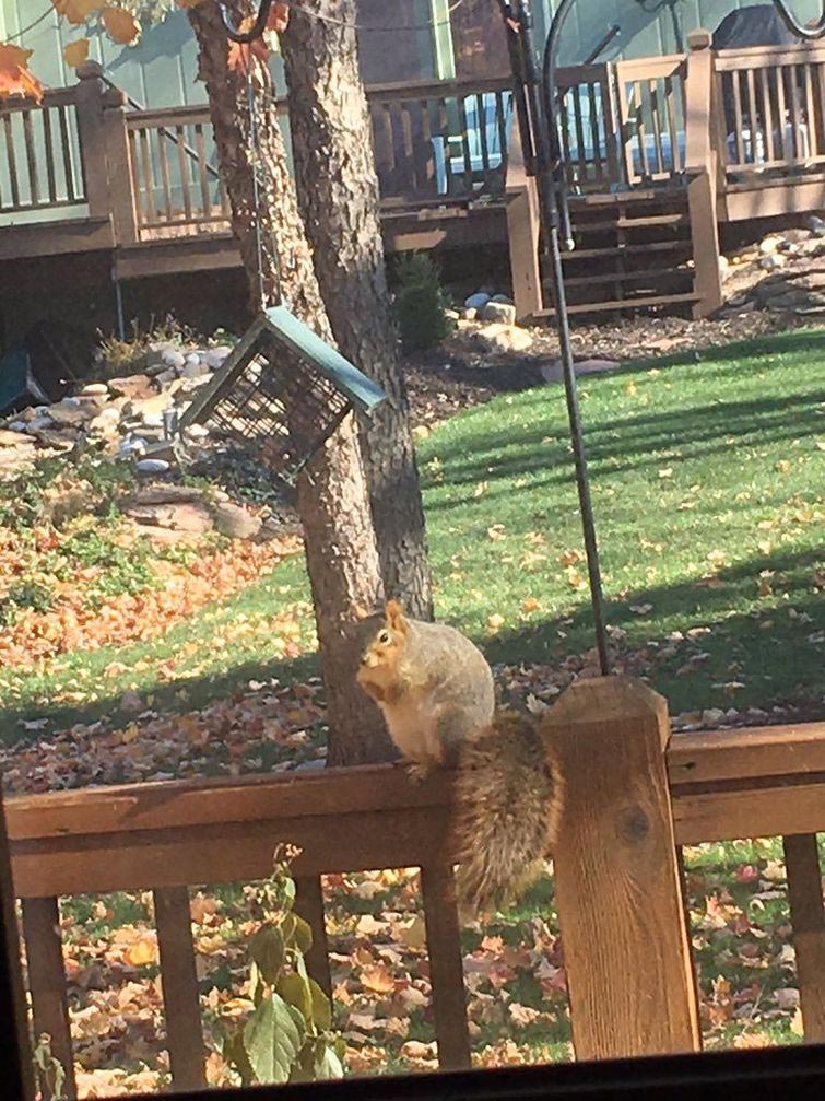 толстые белки, жирные белки, милые толстые белки, сезон жирных белок
