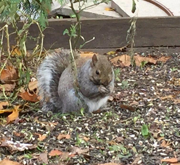 толстые белки, жирные белки, милые толстые белки, сезон жирных белок