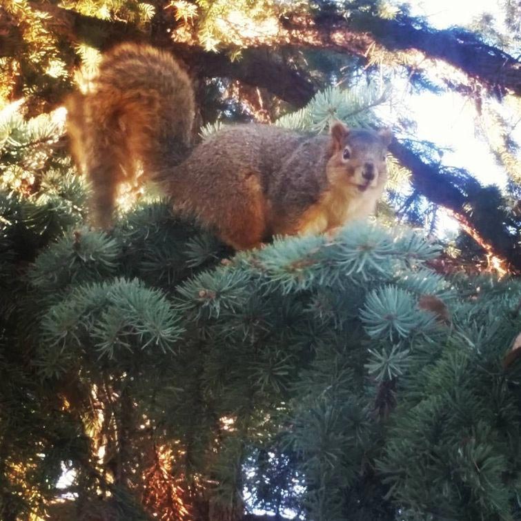 толстые белки, жирные белки, милые толстые белки, сезон жирных белок