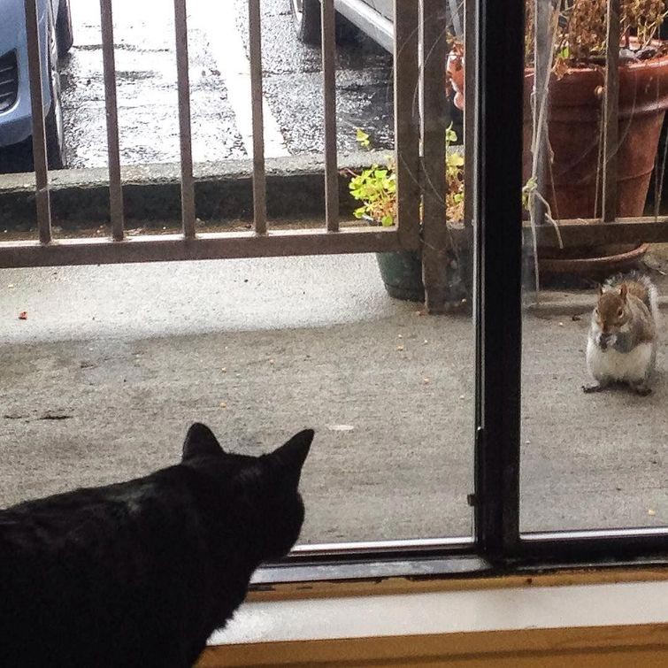 толстые белки, жирные белки, милые толстые белки, сезон жирных белок