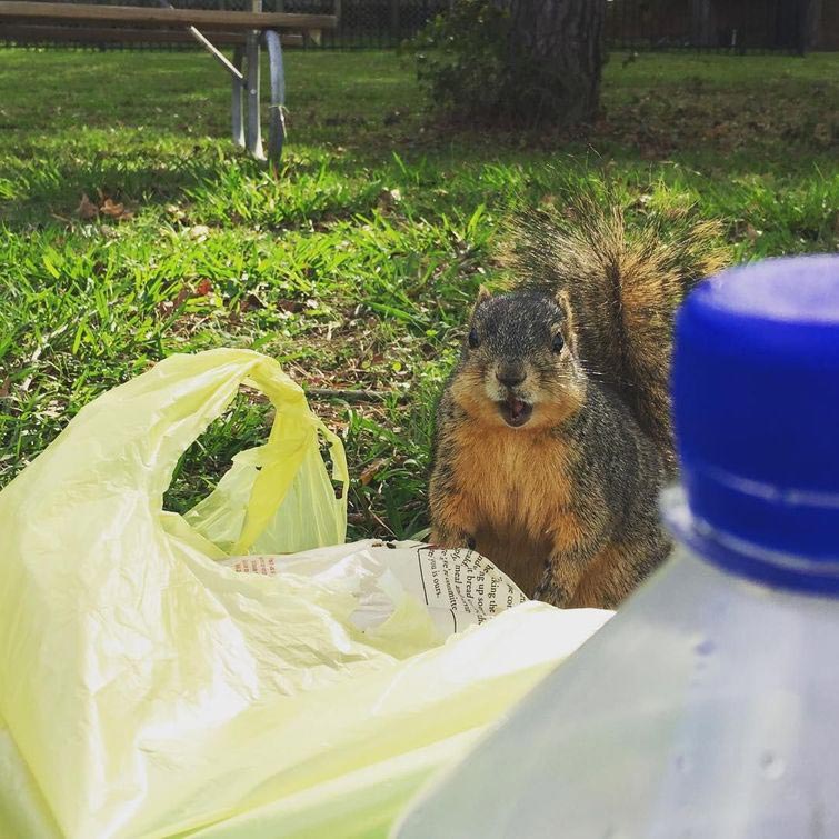 толстые белки, жирные белки, милые толстые белки, сезон жирных белок