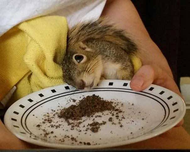 спасение бельчонка, пара спасла бельчонка