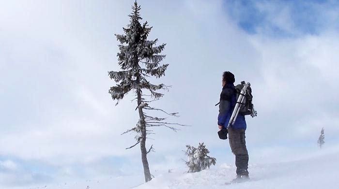 самое старое дерево в мире, Old Tjikko, Старый Тикко, Лейф Куллман, Leif Kullman