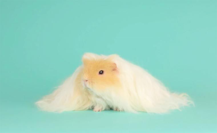 Морская свинка с шикарными волосами, которые заставят вас плакать от зависти Морская свинка с шикарной шевелюрой, морская свинка с красивыми волосами