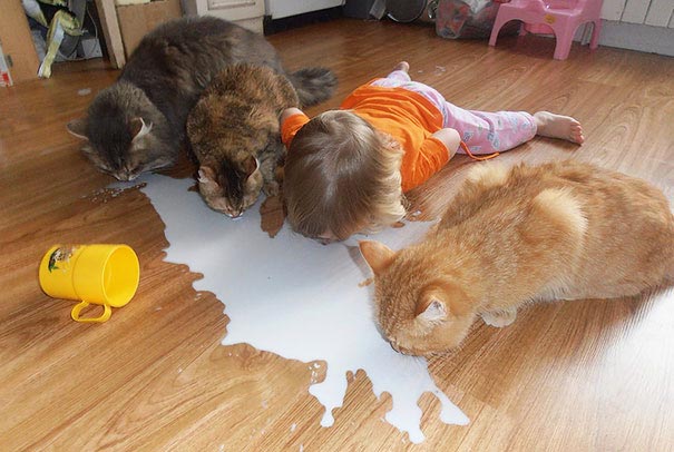 дети и коты, ребёнок и кот, kids with cats