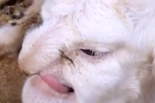 ягненок с лицом, ягненок с лицом злобного старика, ягненок с большим носом лицом, ягненок мутант, ягненок мутант в дагестане