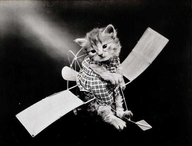 винтажные коты, коты ретро, коты викторианской эпохи