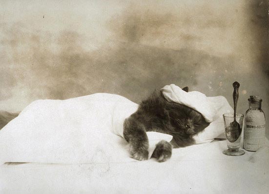 винтажные коты, коты ретро, коты викторианской эпохи