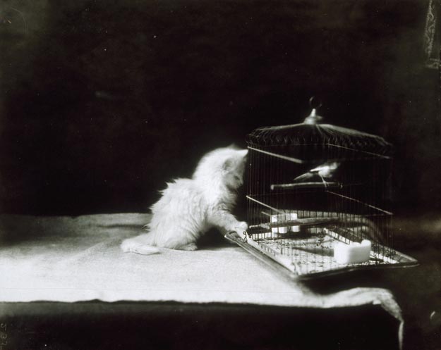 винтажные коты, коты ретро, коты викторианской эпохи